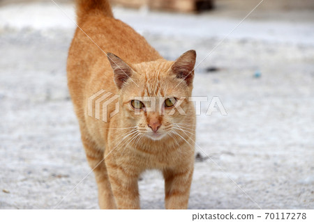 Striped orange cat walking on the concrete ground. 70117278