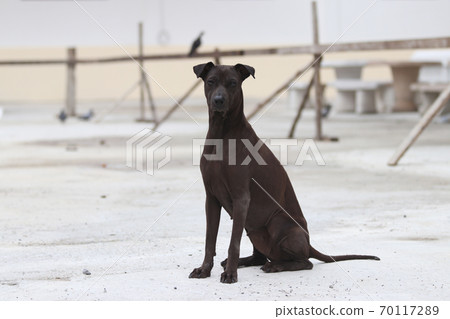 Dark brown dog sitting on the concrete ground. Dark brown dog sitting on the concrete ground. 70117289