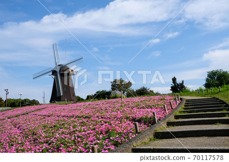 Windmill and petunia 70117578