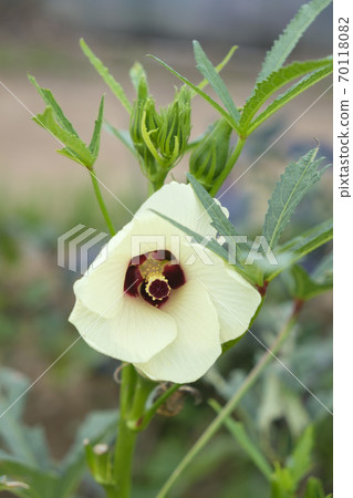 Okra flowers in the vegetable garden Okra flowers in the vegetable garden 70118082