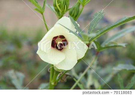 Okra flowers in the vegetable garden 70118083