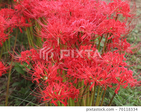 Mandarin saixa 70118334