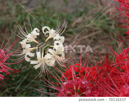 Mandarin saixa 70118337