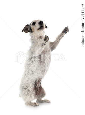 old jack russel terrier 70118786