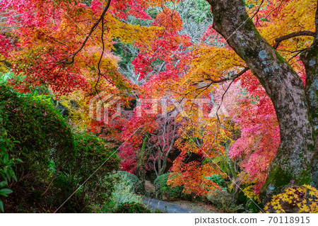 Colorful autumn leaves overlooking Kompira-san's back approach 70118915