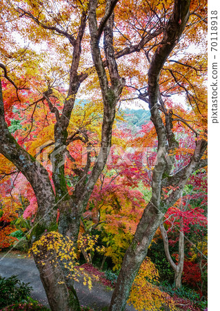 Colorful autumn leaves overlooking Kompira-san's back approach Colorful autumn leaves overlooking Kompira-san's back approach 70118918