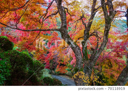 Colorful autumn leaves overlooking Kompira-san's back approach Colorful autumn leaves overlooking Kompira-san's back approach 70118919
