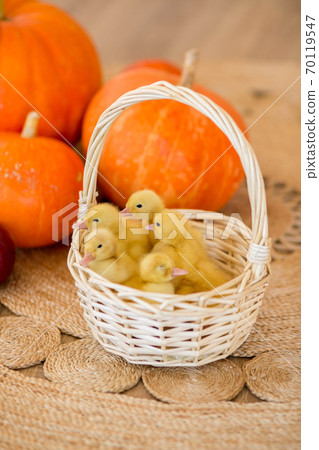 Small yellow ducklings are sitting in a basket in beautiful studio 70119547