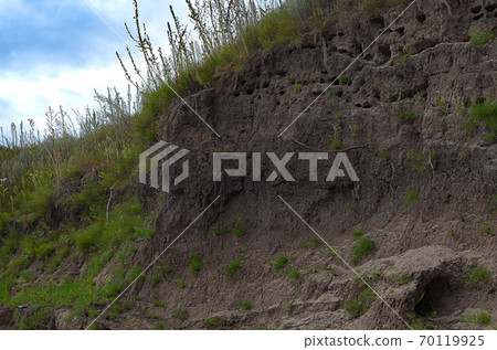 Nests of swallows on the high Bank of the river 70119925
