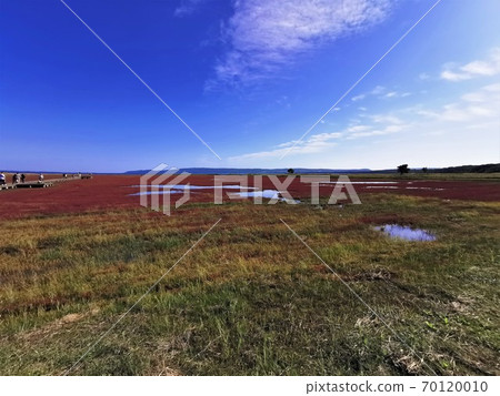 Notori湖珊瑚草群落(位於北海道阿美里市宇原市) Notori湖珊瑚草群落(位於北海道阿美里市宇原市) 70120010