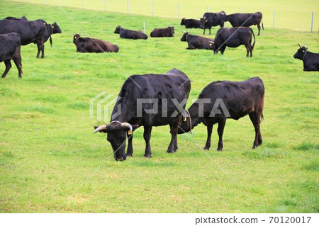 Japanese beef Japanese beef 70120017