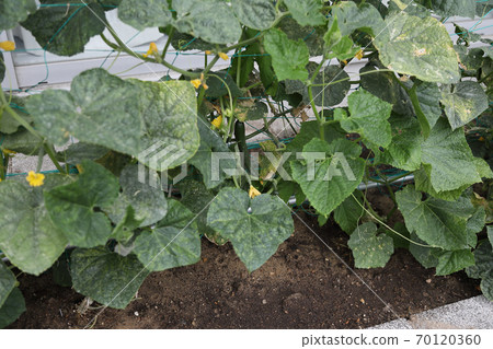 十月花壇上種植黃瓜 十月花壇上種植黃瓜 70120360
