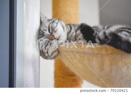 一隻在吊床上睡覺的貓 70120421