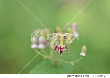 Yama Hototogisu 70120472