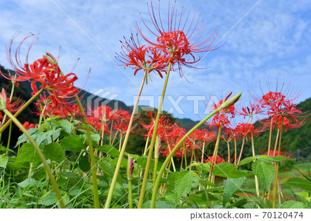 Cluster amaryllis in the Hinata area 70120474