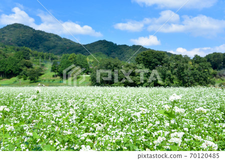 Hinata district buckwheat flowers 70120485