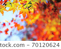 Autumn leaves of maple 70120624