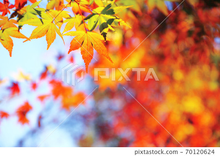 Autumn leaves of maple 70120624