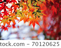 Autumn leaves of maple 70120625