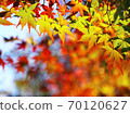 Autumn leaves of maple 70120627
