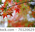 Autumn leaves of maple 70120629