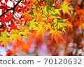 Autumn leaves of maple 70120632