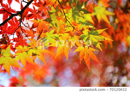 Autumn leaves of maple Autumn leaves of maple 70120632