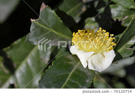 茶花 70120754