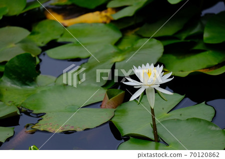 Water lily flowers Water lily flowers 70120862