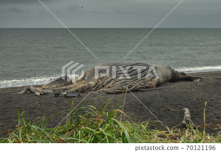 Dead whale on beach Dead whale on beach 70121196