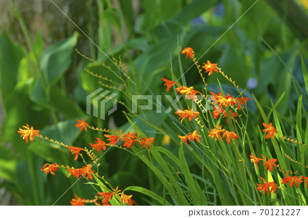 Himehigi ginsen Himehigi ginsen 70121227