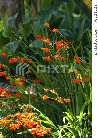 Himehigi ginsen Himehigi ginsen 70121228