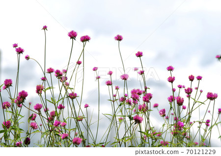 Sennichiko Sennichiko 70121229