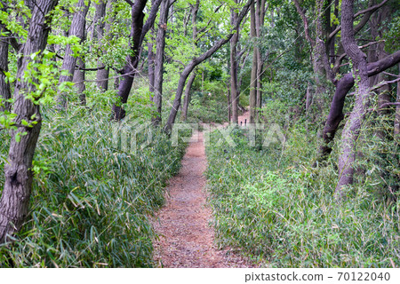 Tama Yokoyama Road Tama Yokoyama Road 70122040