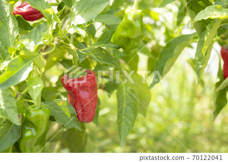 成熟的紅辣椒 70122041