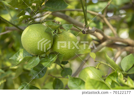 卡波果變成一棵樹 70122177