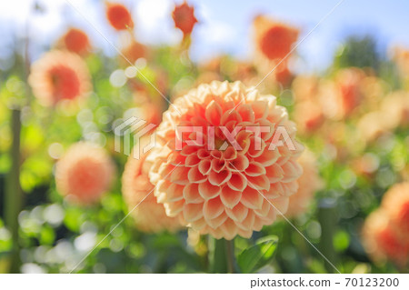 Umami Hill Park Dahlia Garden in full bloom Umami Hill Park Dahlia Garden in full bloom 70123200