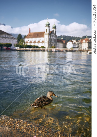 Duck swimming in river against waterfront in Lucern Duck swimming in river against waterfront in Lucern 70123354