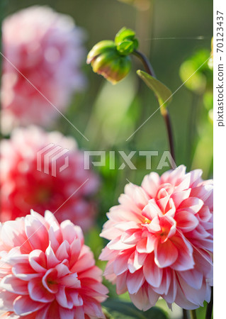 Umami Hill Park Dahlia Garden in full bloom Umami Hill Park Dahlia Garden in full bloom 70123437