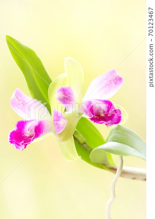 迷你Cattleya日元電暈小精靈 70123467