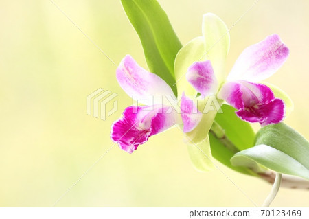 Mini Cattleya Yen Corona Little Spirit 70123469
