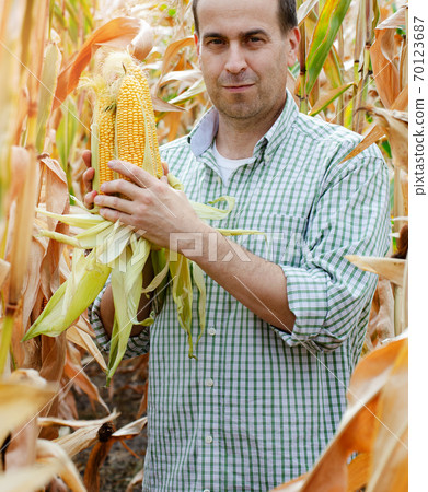 Middle aged caucasian farm worker holds corn cobs in his hands 70123687