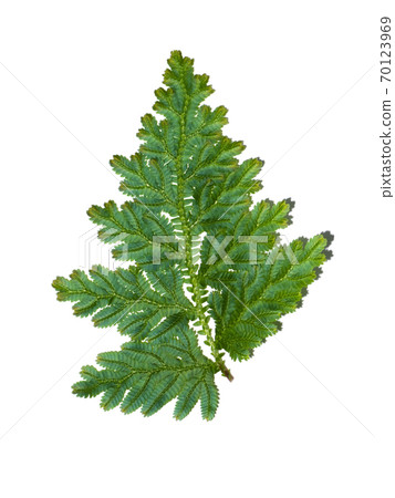 Close up Selaginella kraussiana fern leaf on white background. Close up Selaginella kraussiana fern leaf on white background. 70123969