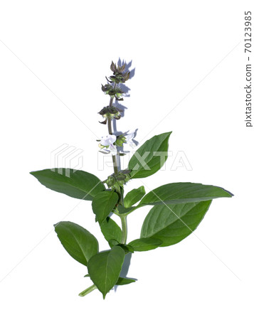 Close up Hairy Basil plant on white background. 70123985