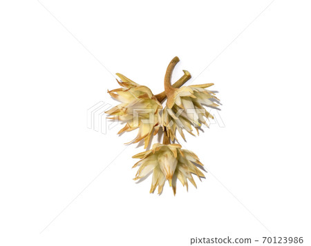 Close up Mimusops elengi flowers on white background. Close up Mimusops elengi flowers on white background. 70123986