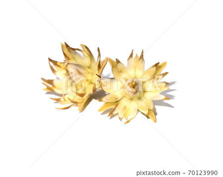 Close up Mimusops elengi flowers on white background. 70123990