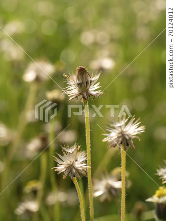 Close up Seeds of Tridax or Wild Daisy flower 70124012