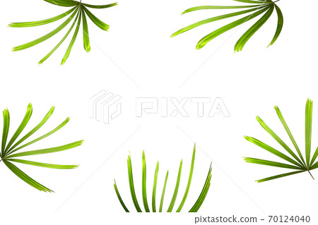 tropical green palm leaf isolated on white for summer background tropical green palm leaf isolated on white for summer background 70124040