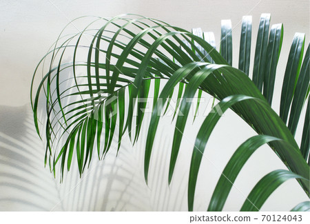 green palm leaf with shadow on concrete , monochrome shadow leaves background 70124043