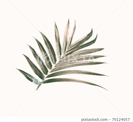 green leaf of palm tree isolated on white green leaf of palm tree isolated on white 70124057